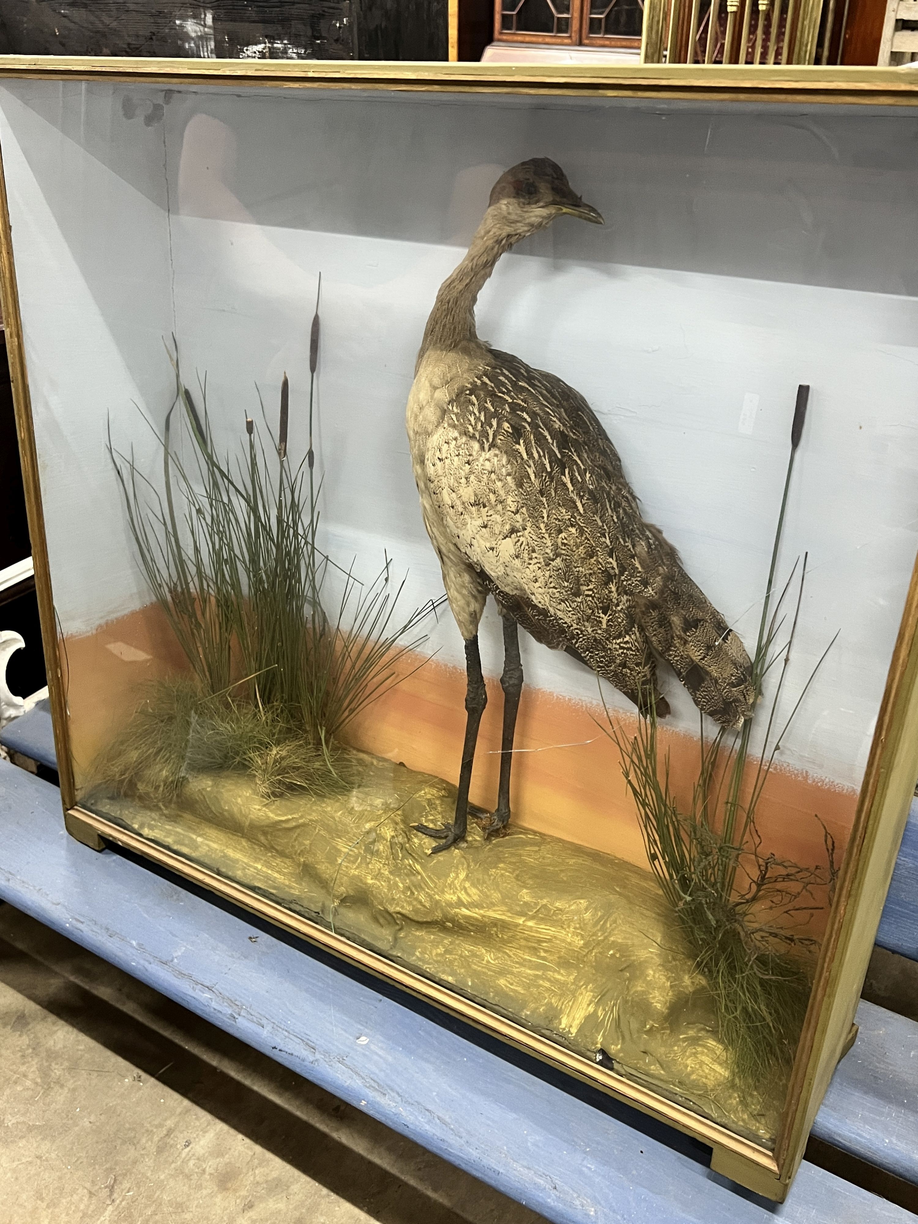 A taxidermic bittern, case length 86cm, depth 22cm, height 81cm